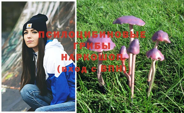 сатива Снежногорск