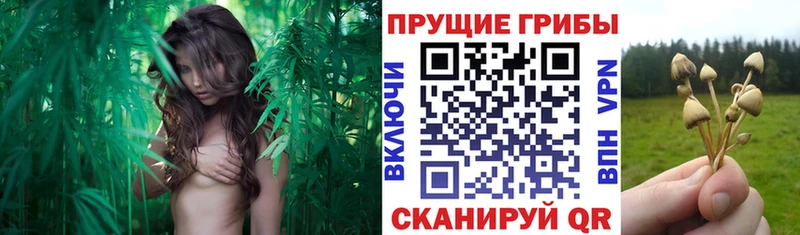 Галлюциногенные грибы MAGIC MUSHROOMS  Купить закладки  Краснообск 